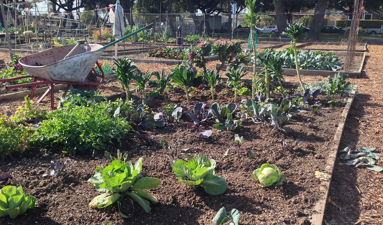 Community Gardens Parks and Recreation